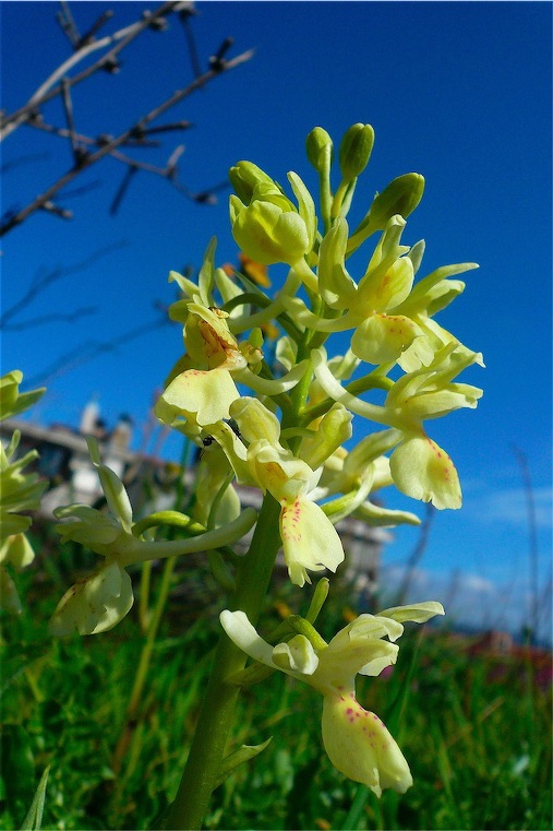 Ophrys , Orchis e ibridi - Orchidee cittadine II